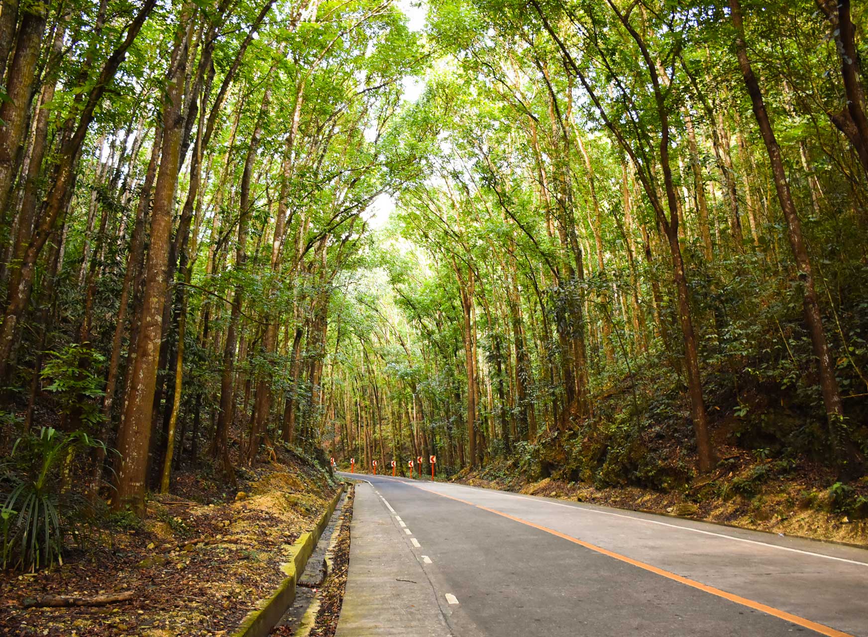 Man-Made Forest, Bohol